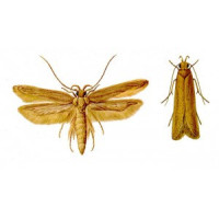 ANTIMOLII
